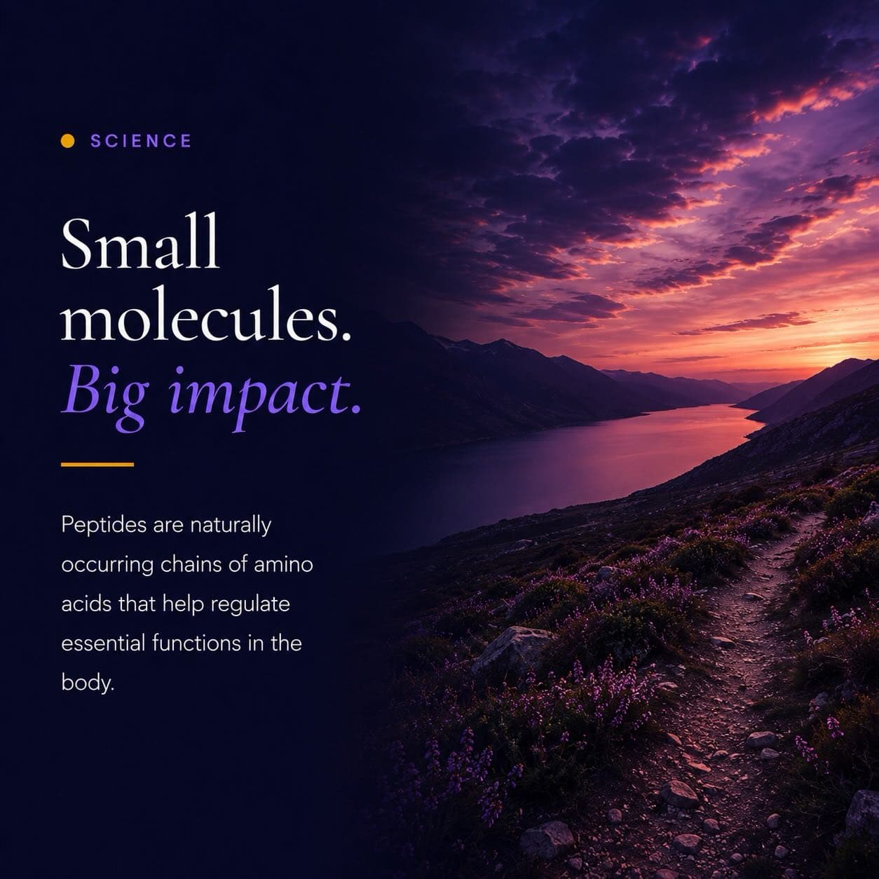 PepScribe on Instagram: 'Small molecules. Big impact.', how peptides work.